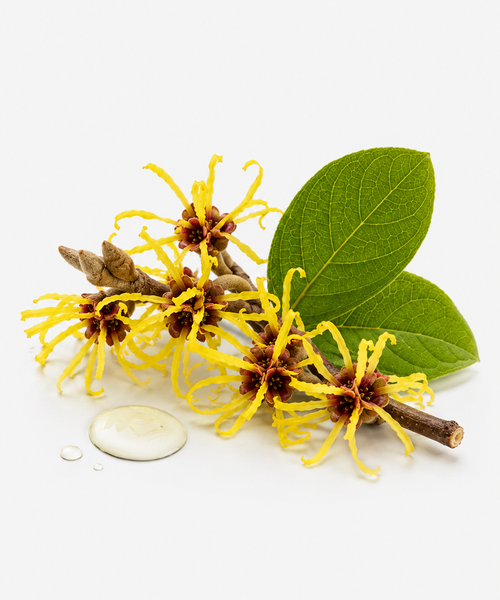 Witch hazel