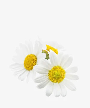 Chamomile