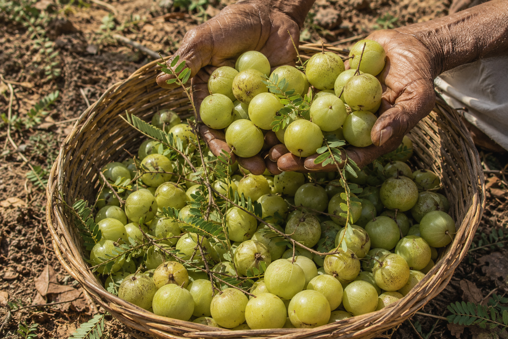 Amla